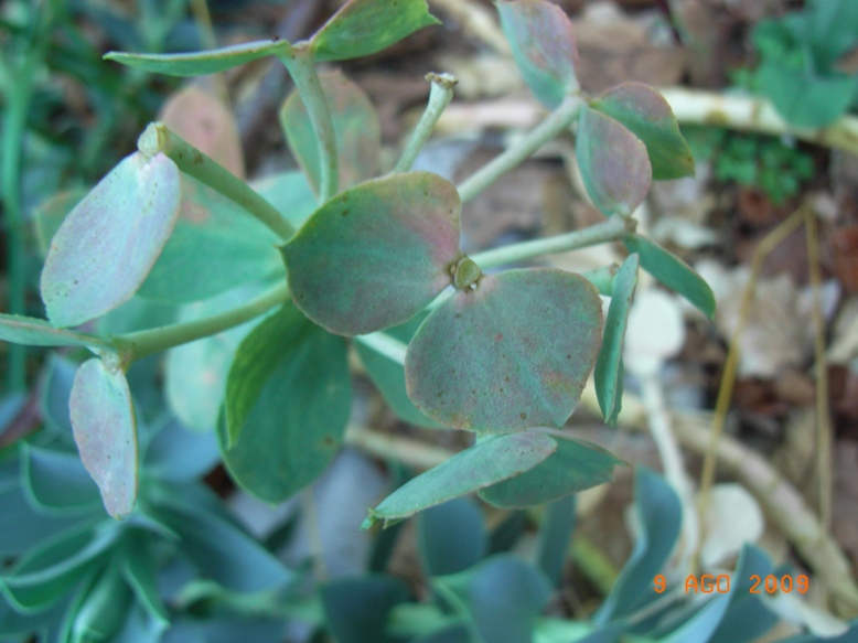 Euphorbia